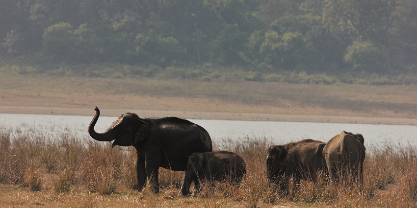 Wildlife lovers’ haven featuring elephants roaming in the park
