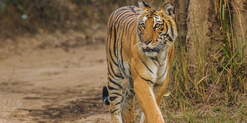 Image of a tiger inside Jim Corbett national park, ideal place for wildlife enthusiasts