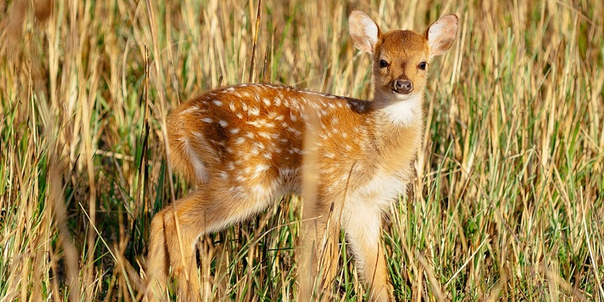 A spotted deer or Chital (fawn) in Jim Corbett National Park: For Wildlife Lovers