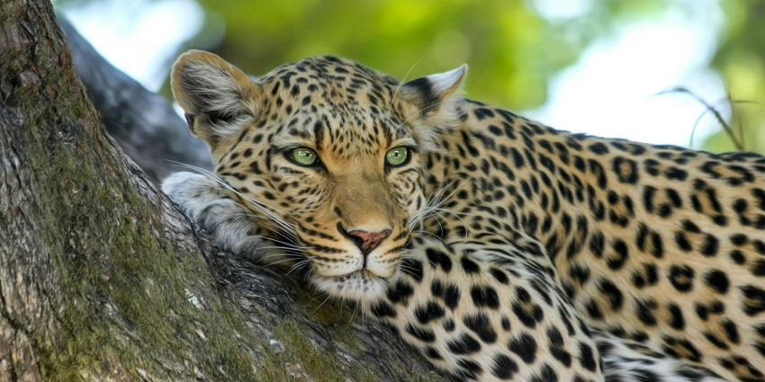 A view of Jim Corbett National Park, a tourist hotspot near Sonanadi Wildlife Sanctuary.