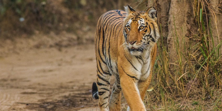 A picture of a tigress roaming around the gypsy track at a national park in Uttarakhand
