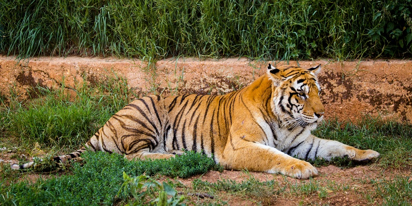 Jim Corbett National Park is a wildlife lover’s haven offering scenic sights and wildlife.
