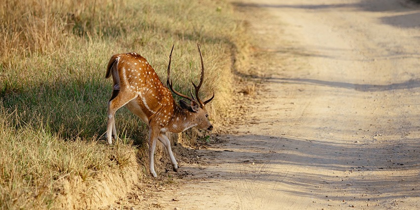 erenity meets adventure in Jim Corbett National Park’s wilderness.