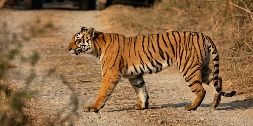 Jim Corbett Park is one of the popular places to visit in Ramnagar for observing wildlife.