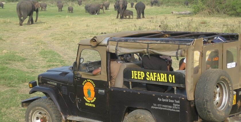 A picture of a tropical forest that hosts the best jungle safari in Mumbai