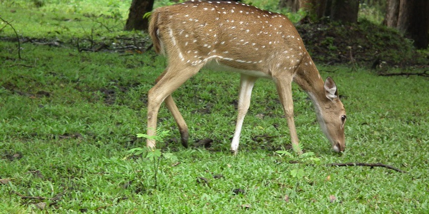 An Image showing a perfect mix of dense greenery and wildlife in Nagarhole.