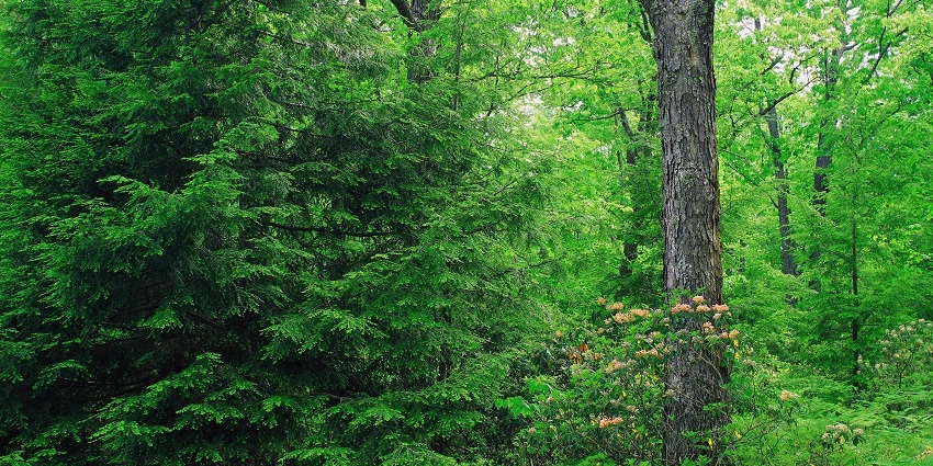 Nature trails are perfect for exploring the region's rich biodiversity and jungle walks.