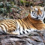 A picture of wildlife amidst stunning landscapes during a jungle safari in Nagpur.