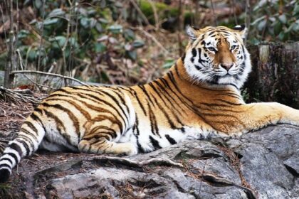 A picture of wildlife amidst stunning landscapes during a jungle safari in Nagpur.