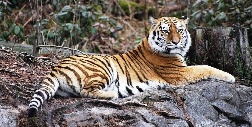 A picture of wildlife amidst stunning landscapes during a jungle safari in Nagpur.