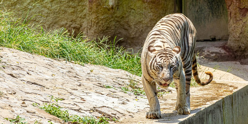 Bengal Tiger Walking in Sunlit Habitat, an adventurous place to visit in Jhargram