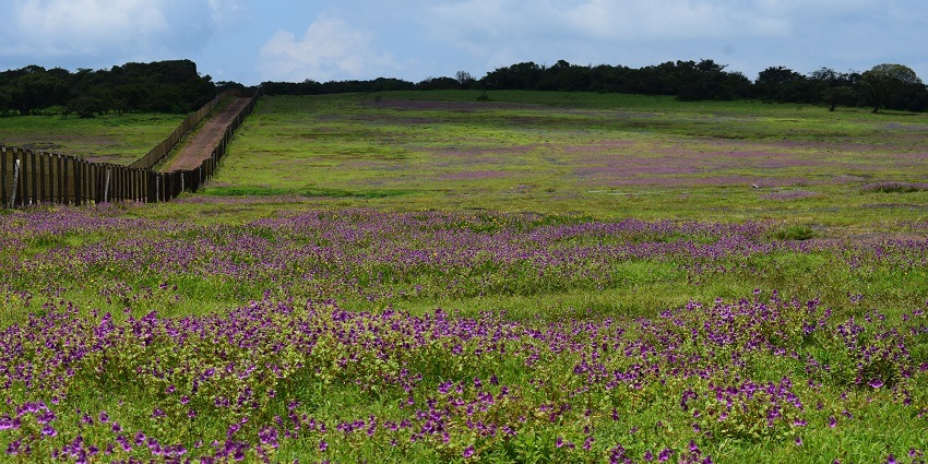 Bright flowers are blooming in Kaas Plateau, the Valley of Flowers in Maharashtra.