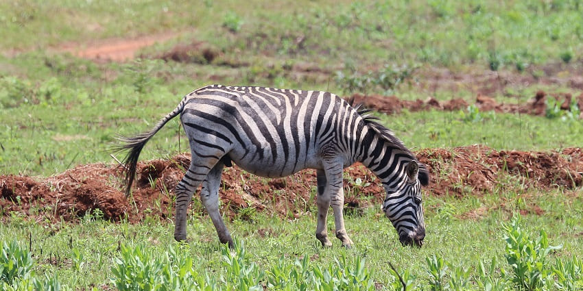 Kaimoor Wildlife Sanctuary, haven for wildlife enthusiasts and nature lovers