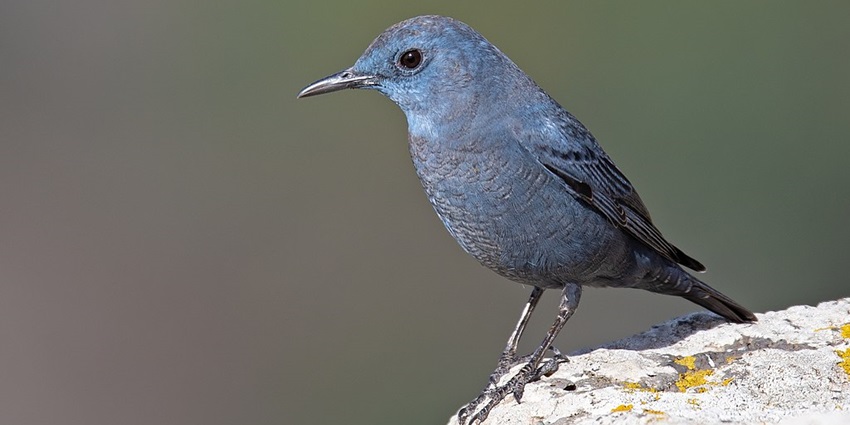 A male blue rock thrush spotted in a wildlife sanctuary near Vijaygarh Fort.
