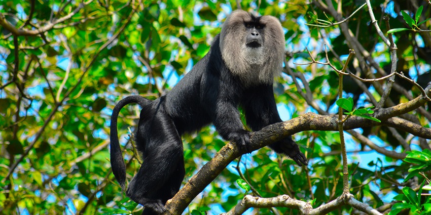 Lion-tailed macaque standing on the branch of a tree with blurred leaves in the background