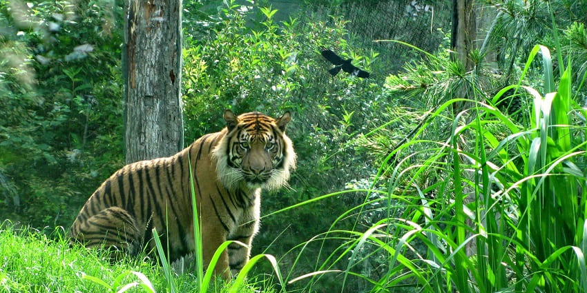 Image of a tiger in Kalakadu Wildlife Sanctuary, a famous tourist attraction near Tiruchendur temple.
