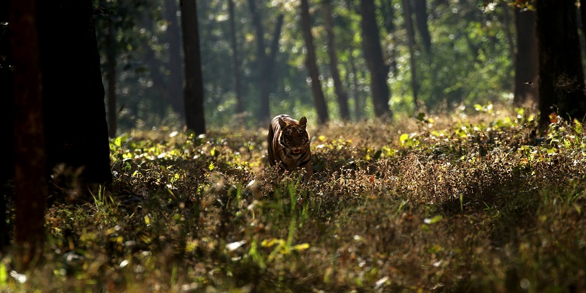 A tiger walking amidst the group of tall trees and sun casting a shining glow in the backdrop.