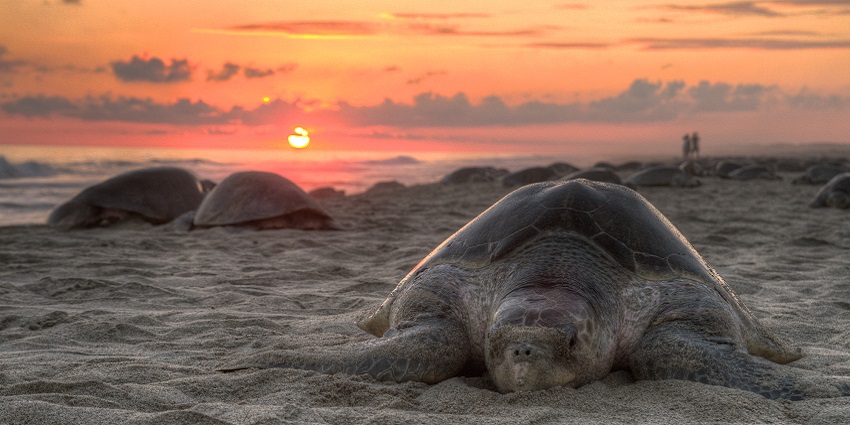 Turtles nesting on Kalash Island, a place near the Sundarbans National Park