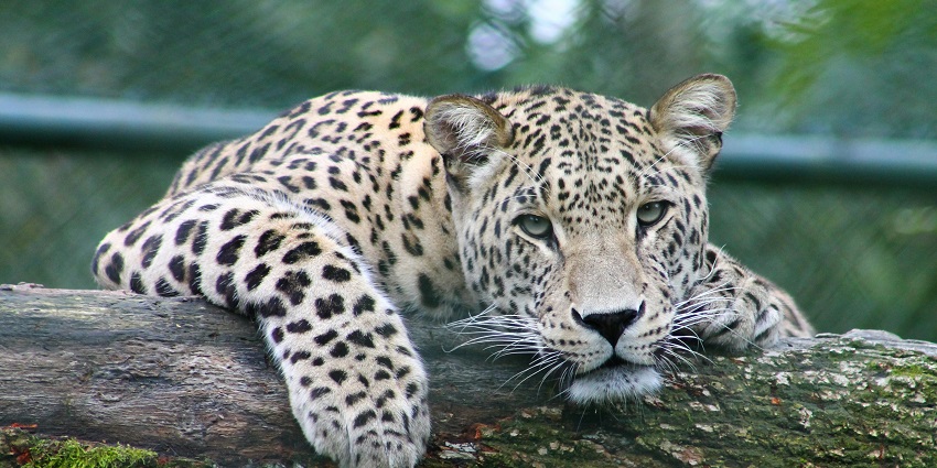 Explore the diverse wildlife at Kalesar National Park which is one of the famous tourist destinations.