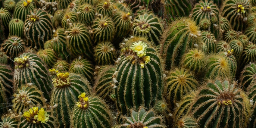 Image of a beautiful cacti in Kalimpong Cactus Nursery