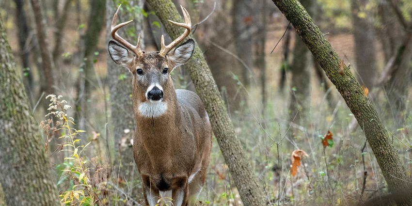 A closeup view of a deer in the Kanchula Korak Musk Deer Sanctuary in dense forests.