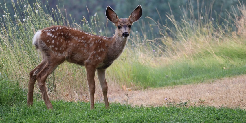 An image of Kanchula Korak Musk Deer Sanctuary protecting musk deer and flora.