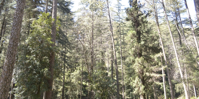 Sunlit pine forest in Kandoliya village, Pauri district, Uttarakhand.