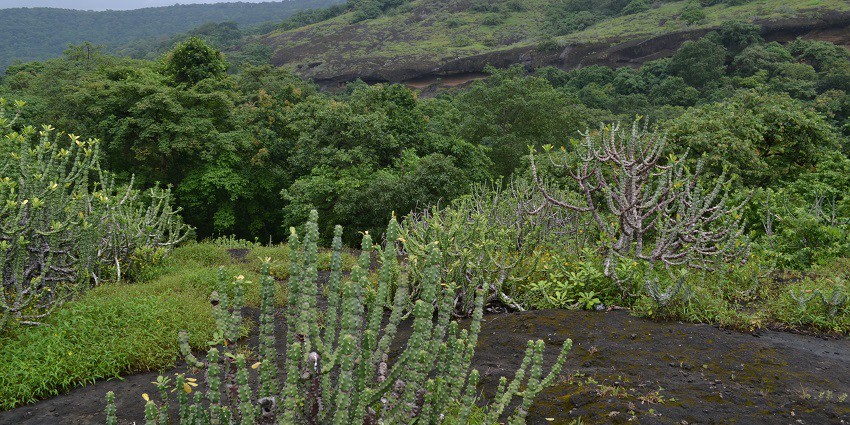 A picture of Kanheri Caves surrounded by lush greenery in Sanjay Gandhi National Park