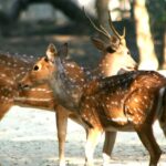 Chital deer resting, surrounded by natural greenery showcasing various animal enclosures.