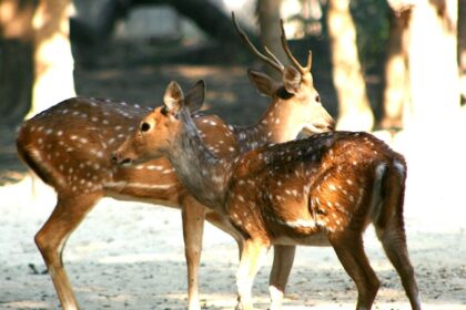 Chital deer resting, surrounded by natural greenery showcasing various animal enclosures.