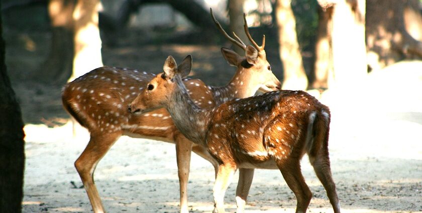 Chital deer resting, surrounded by natural greenery showcasing various animal enclosures.