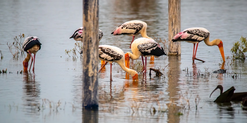 A picture of Karnala Bird Sanctuary, a perfect destination for bird watching