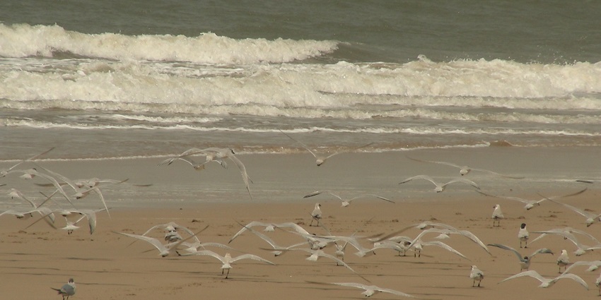 A flock of seagulls on the Kashid beach, one of the best places.