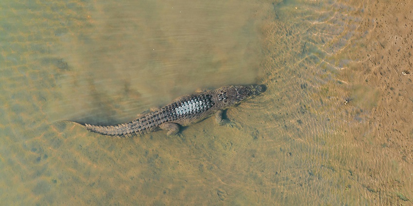 A crocodile at the Katarniaghat Wildlife Sanctuary, a tourist attraction in Uttar Pradesh.