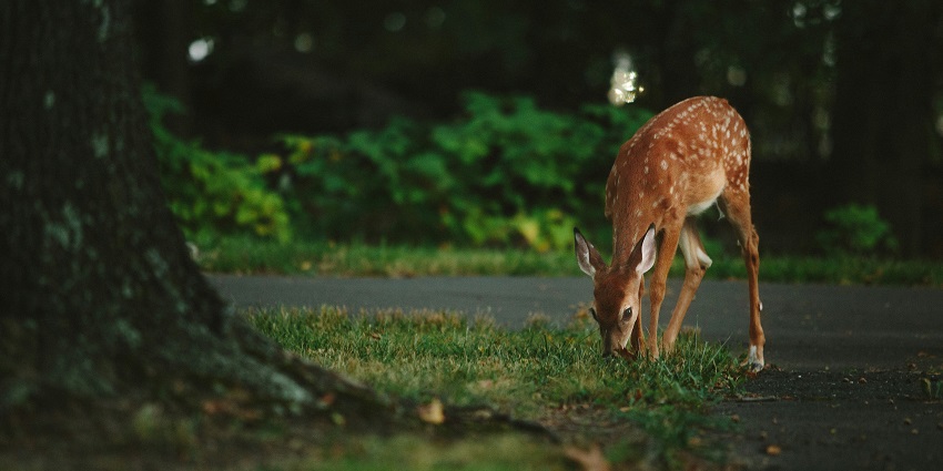 Image of a swamp deer spotted at the Katarniaghat Wildlife Sanctuary, Uttar Pradesh.