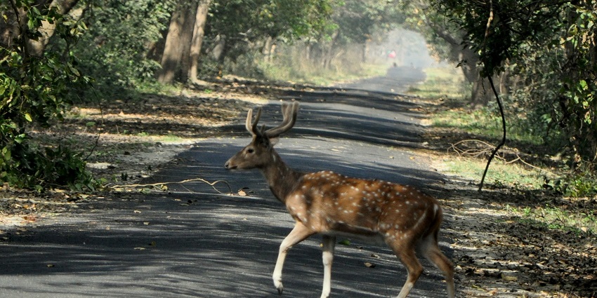 A picture of a deer crossing a road in the middle of the Katarniaghat Wildlife Sanctuary.