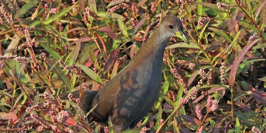 Brown crake seen in one of the wildlife sanctuaries in Uttar Pradesh