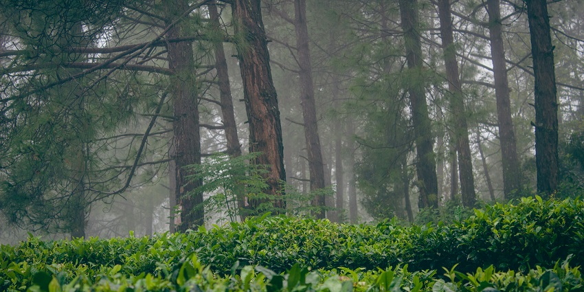 The tea gardens at Kausani are a must visit destination in Uttarakhand in September