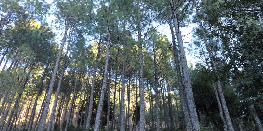 A panoramic view of Kausani’s lush green hills and valleys with distant snow-capped Himalayan peaks under a clear sky.