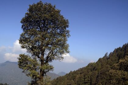 Explore the picturesque beauty of Kedarnath wildlife sanctuary