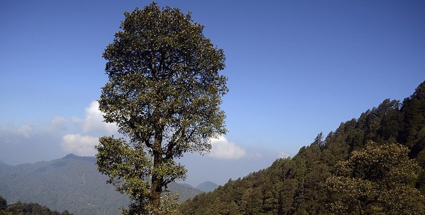 Explore the picturesque beauty of Kedarnath wildlife sanctuary