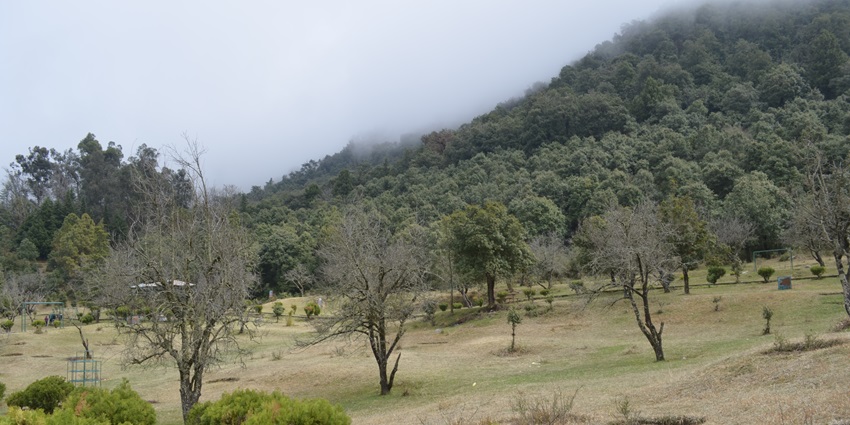 Garden with pine trees and walking paths at Khirsu park, Uttarakhand–places to visit in srinagar uttarakhand