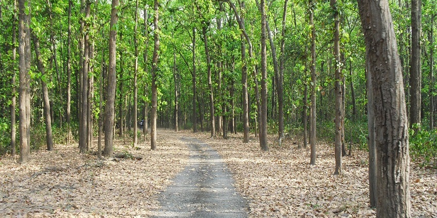 Kilbury Bird Sanctuary, a birdwatcher's paradise - one of the places to visit in Nainital in June.
