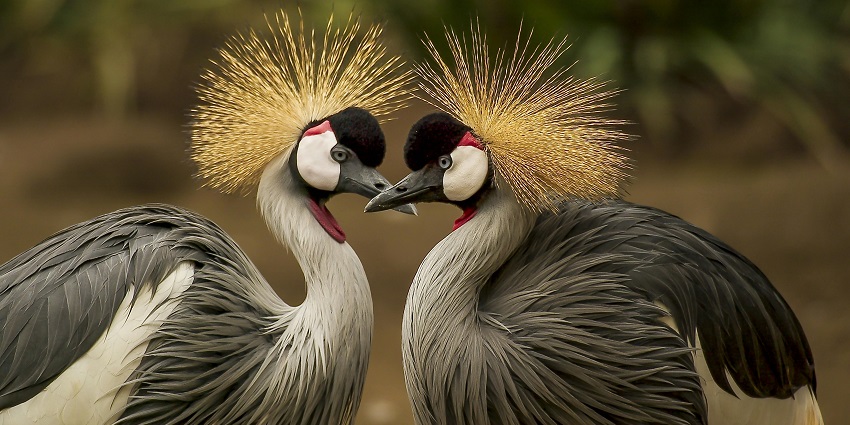 Birds at Kishanpur Wildlife Sanctuary, a tourist hotspot near Dudhwa National Park.