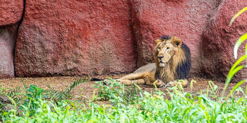 Image of a lion seen resting in a sanctuary like the Kishanpur Wildlife Sanctuary.
