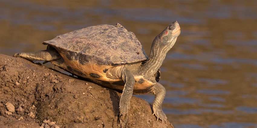 Indian tent turtle at one of the wildlife sanctuaries in Uttar Pradesh