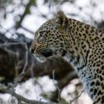 A leopard resting at Kodaikanal wildlife sanctuary on a clear sunny day.