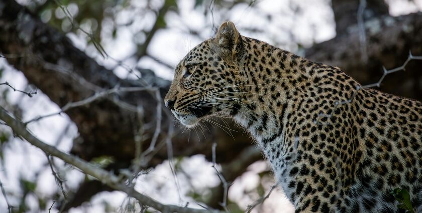 A leopard resting at Kodaikanal wildlife sanctuary on a clear sunny day.