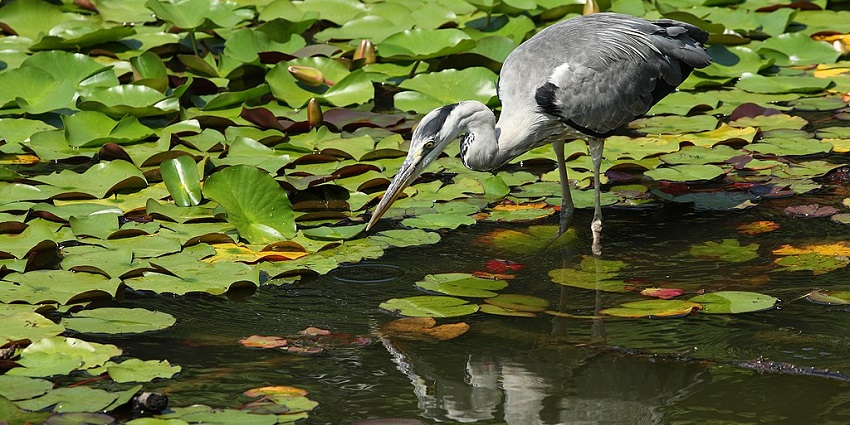 A picture of Koka Wildlife Sanctuary where you can enjoy the peaceful wildlife sightings.