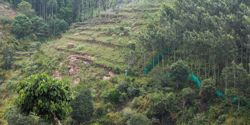 View of Kolli Hills showcasing dense lush greenery featuring different varieties of trees.